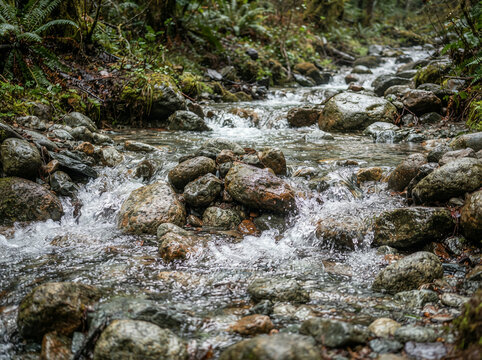 Shallow forest stream flows over grey and brown rocks beneath lush green foliage