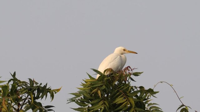Cattle Egret Perched on Top of a Green Neem Tree against Clean Sky Background. White Heron Bird Rested on Foliage In Wild Nature Medium Shot.