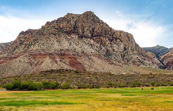 Wild burros grazing against sandstone mountains at Spring Mountain Ranch