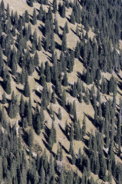 Pattern of Spruce Trees and Shadows