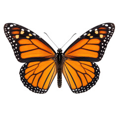 Obraz premium Beautiful monarch butterfly with vibrant orange and black wings, featuring delicate white spots, is captured in a detailed studio shot against a pure white background