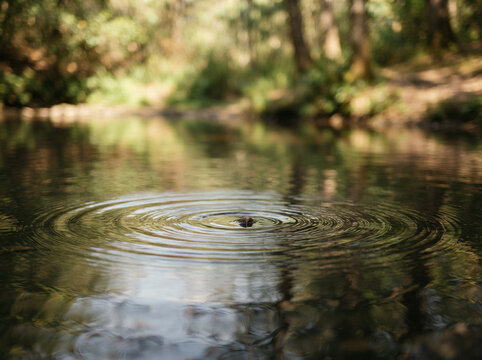 Small dark object creating concentric ripples on a forest pond reflective water surface