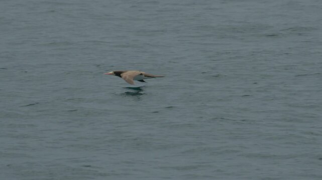 The brown booby (Sula leucogaster) flies low over the sea surface. Bird flies over the water