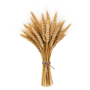 Beautiful golden wheat sheaf tied with rustic twine stands upright against a clean white background, showcasing harvest and agriculture