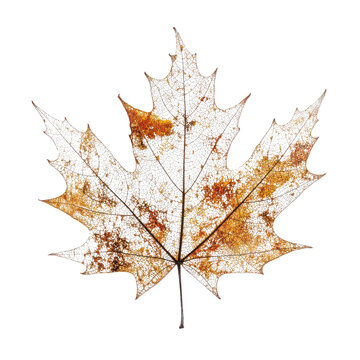 Delicate, translucent maple leaf skeleton with intricate veins and warm autumnal colors, isolated on a clean white background