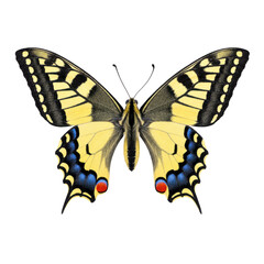 Naklejka premium Beautiful yellow and black swallowtail butterfly with blue and red markings on its wings, isolated on a clean white background