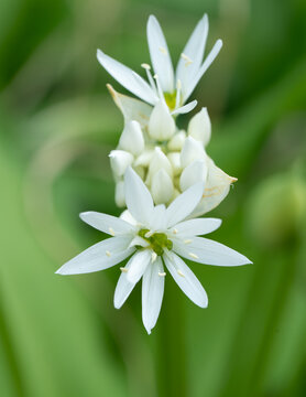 Delicate White Wildflowers Blooming Against Soft Green Background