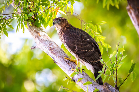 Juvenile Cooper hawk perched on tree branch in Nevada