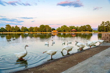 Flock of domestic white geese gathered at Sunset Park lake © PhotoSpirit