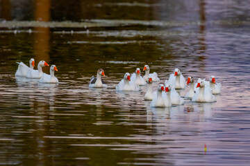 Flock of domestic white geese swimming in Sunset Park lake © PhotoSpirit