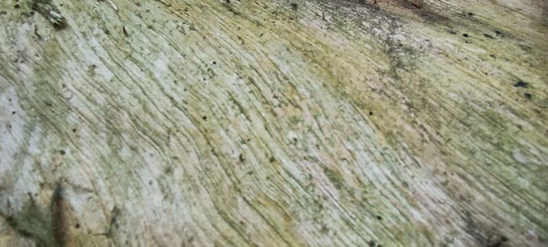 Texture kayu yang sudah mati di tumbuhi lumut