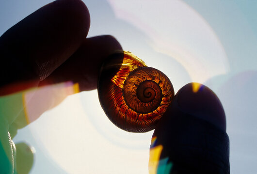 Garden snail shell held to sun.