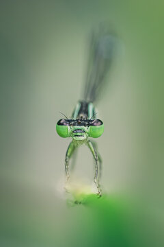 Insecte en macro minimaliste