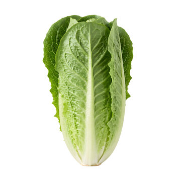 Fresh whole romaine cos lettuce head on transparent background