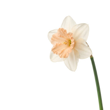 Elegant Single Pale Daffodil Flower With Soft Peach Center Isolated On Transparent Background For Floral Design Projects