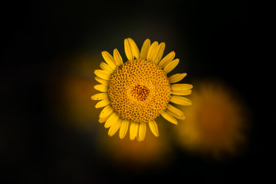 Fleur en macro minimaliste sur fond flou