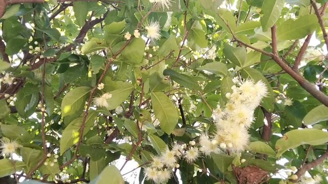 Java apple tree branches with white fluffy flowers swaying gently in the wind.