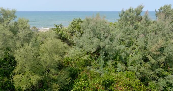 Close up view through green Mediterranean shrubs and tamarisk vegetation looking towards the blue sea and sandy beach along the Italian coast