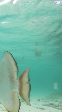 Vertical underwater view of a batfish swimming in the crystal clear waters of Seychelles surrounded by tropical marine life and vibrant blue ocean.