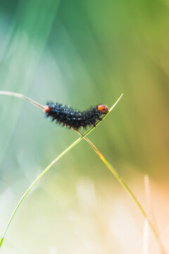 Animal en macro minimaliste dans la nature