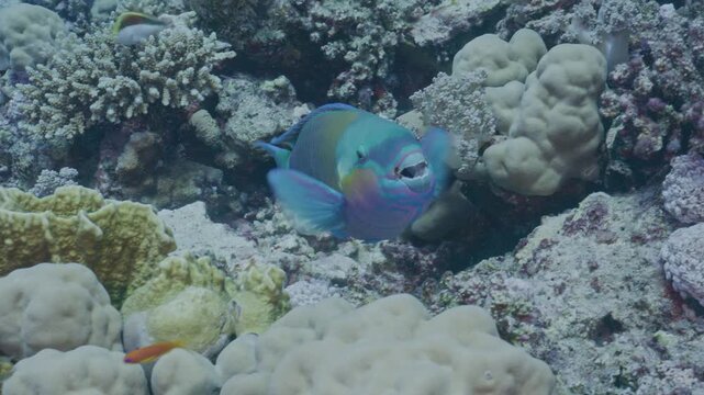 Bullethead parrotfish feeding on reef.