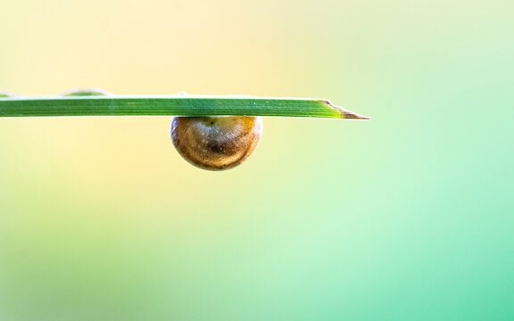 Animal en macro minimaliste dans la nature