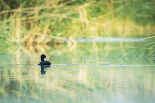 Animal en macro minimaliste dans la nature