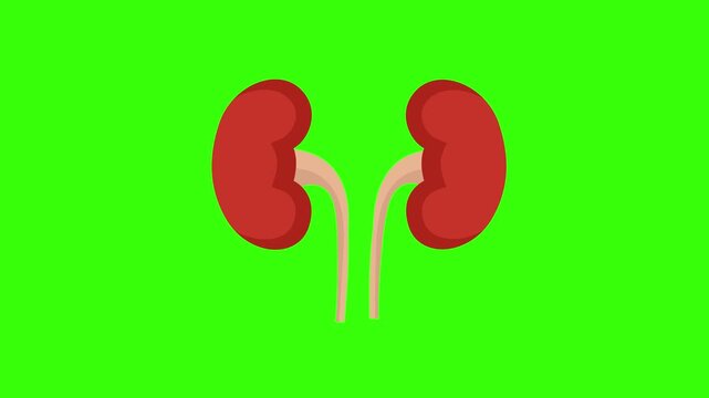 Human Kidneys Anatomy Animation Loop on Green Screen Background