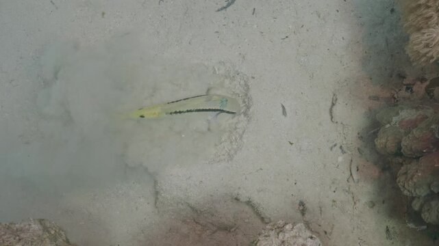 Forsskals goatfish franticly digging in seabed.