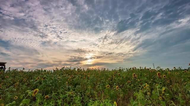 Hefei Xiao Lingnan Sunflower Field Timelapse: Golden Blooms and Flowing Clouds Under Summer Sunset