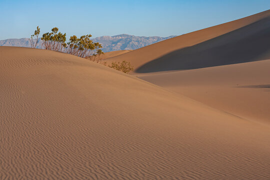 Beautiful scenic panorama of sand dunes with creosote bushes and mountains in desert