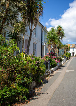 Early Victorian terraced houses resplendent with Cornish palm trees (Cordyline australis), or New Zealand cabbage trees in Penzance, Cornwall, England