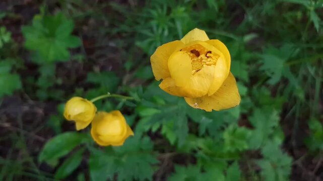 Botanical detail of wild yellow flower in spring woods