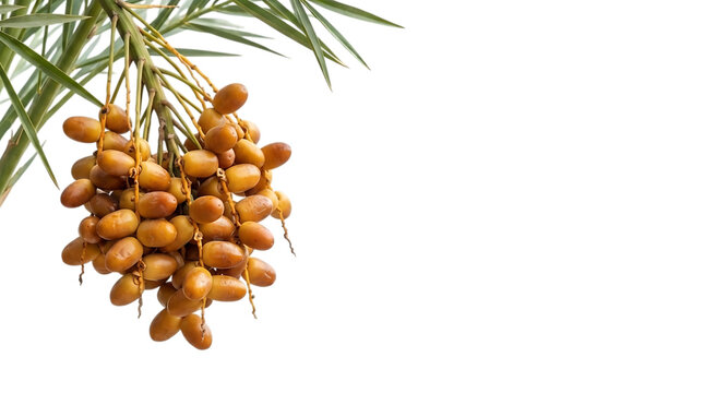 Fresh dates fruit hanging on a date palm tree isolated on transparent background