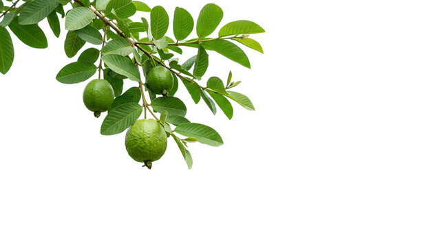 Guava fruit on the branch with leaves isolated on transparent background