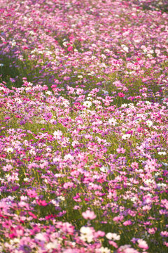 Abundant Pink and White Cosmos Flowers Blooming in a Sunny Field, Beautiful Spring Floral Background