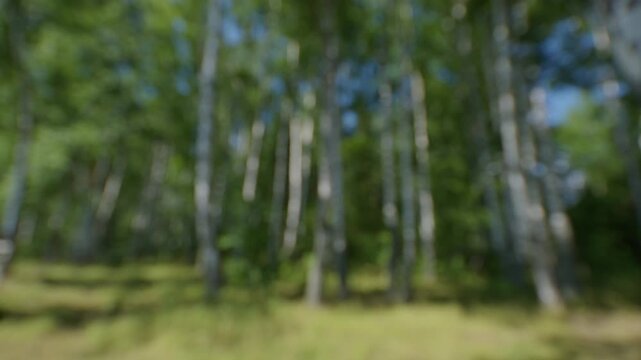 Forest with green lush birch trees. Naturally blurred background