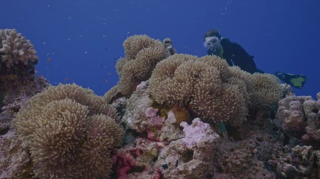 Female scuba diver explores large grouping of sea anemones.