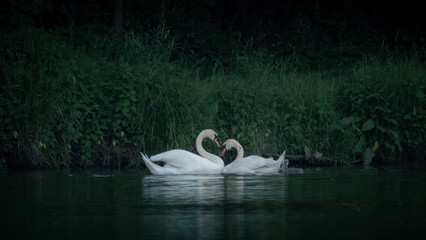 swans on the lake © Filip