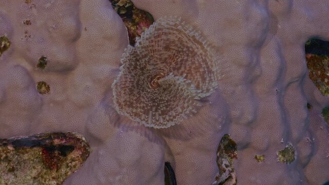 Feather duster worm feeding in current.