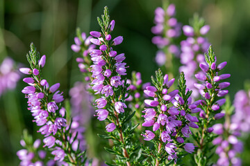 Fototapeta premium Close-up of vibrant purple Heather (Calluna vulgaris) blossoms flourishing under natural sunlight, showcasing delicate wildflowers in their beautiful bloom. A serene display of nature's