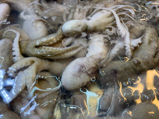 octopus on the market © Wa