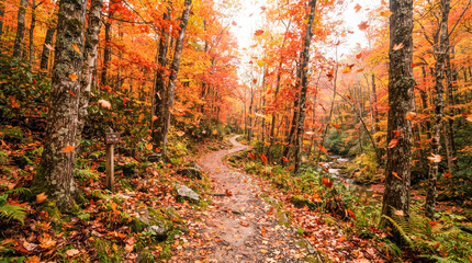 Fototapeta premium Sendero boscoso en otoño con hojas doradas cayendo al viento, bordeado por árboles coloridos y un arroyo de montaña.
