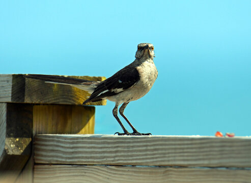 bird on a fence