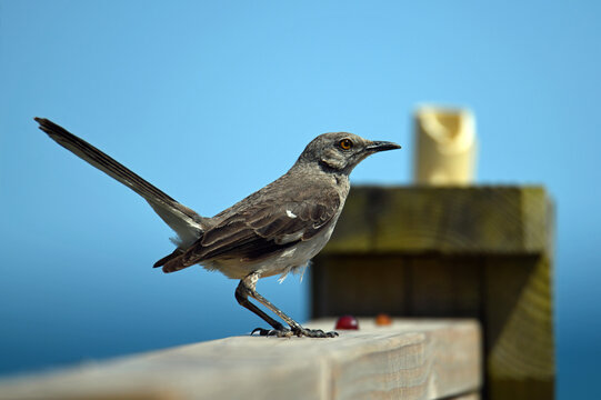 bird on a fence