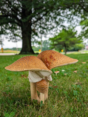 mushroom in the grass © Shirley