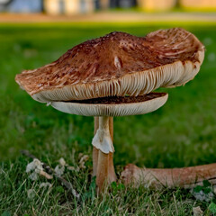 mushroom in the grass © Shirley