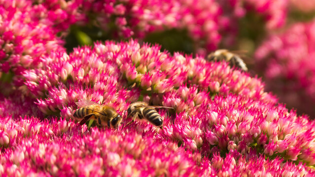 Honey Bees Pollinating Pink Sedum Flowers in Bright Sunlight