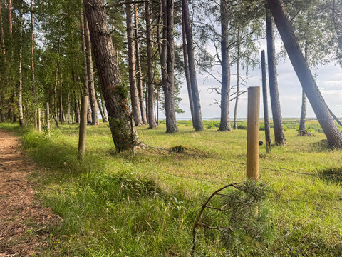 View of the coastal forest landscape with tall pine trees, a wire fence with wooden posts, and grassy terrain in Engure, Tukums Municipality, Latvia.