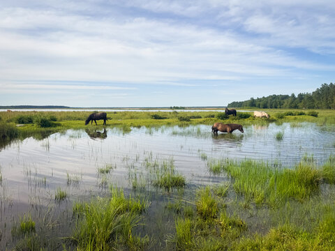 View of horses grazing in the wetlands of Lake Engure with lush green grass and calm water under a bright sky in Engure, Tukums Municipality, Latvia.